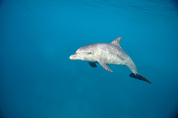 Common bottlenose dolphin tursiops truncatus underwater