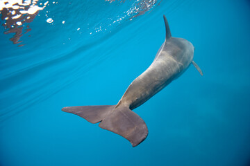 Common bottlenose dolphin tursiops truncatus underwater
