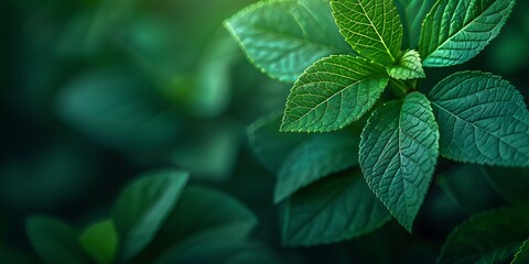 Green leaves with bokeh background. Nature and environment concept.