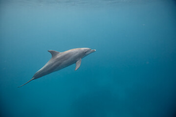 Obraz premium Common bottlenose dolphin tursiops truncatus underwater