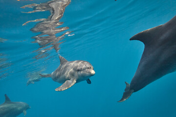 Common bottlenose dolphin tursiops truncatus underwater