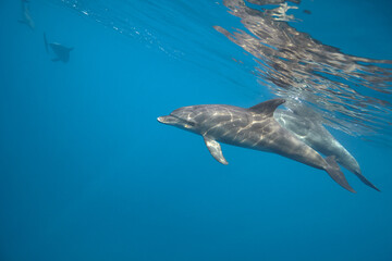 Fototapeta premium Common bottlenose dolphin tursiops truncatus underwater