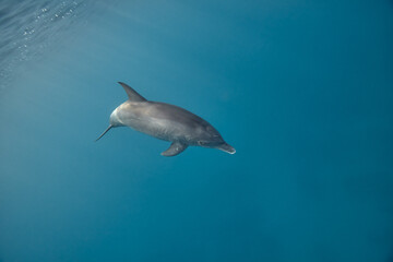 Fototapeta premium Common bottlenose dolphin tursiops truncatus underwater