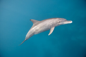 Common bottlenose dolphin tursiops truncatus underwater