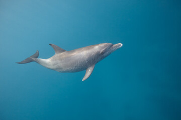 Common bottlenose dolphin tursiops truncatus underwater