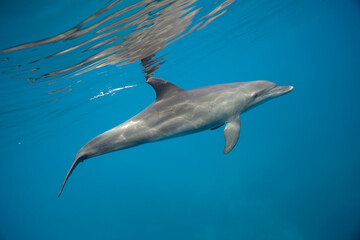 Common bottlenose dolphin tursiops truncatus underwater