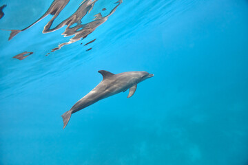 Naklejka premium Common bottlenose dolphin tursiops truncatus underwater