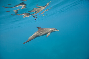 Common bottlenose dolphin tursiops truncatus underwater
