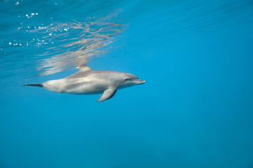 Obraz premium Common bottlenose dolphin tursiops truncatus underwater