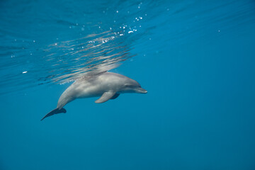 Common bottlenose dolphin tursiops truncatus underwater