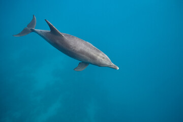 Common bottlenose dolphin tursiops truncatus underwater