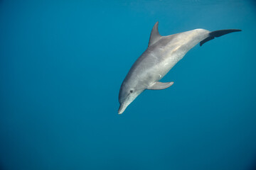 Common bottlenose dolphin tursiops truncatus underwater