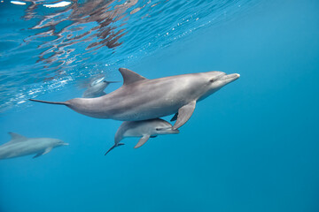 Common bottlenose dolphin tursiops truncatus underwater