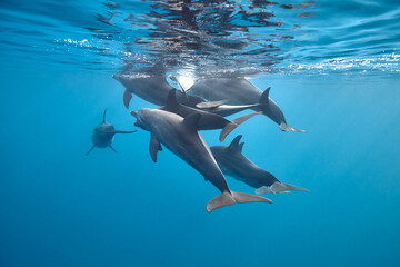 Common bottlenose dolphin tursiops truncatus underwater