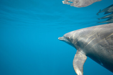 Fototapeta premium Common bottlenose dolphin tursiops truncatus underwater