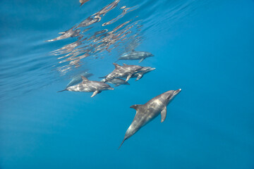 Common bottlenose dolphin tursiops truncatus underwater