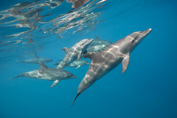 Common bottlenose dolphin tursiops truncatus underwater