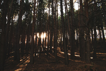 Sombras en un bosque de pinos. Sol del amanecer colándose entre los troncos de los árboles.
