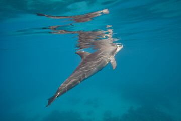 Naklejka premium Common bottlenose dolphin tursiops truncatus underwater