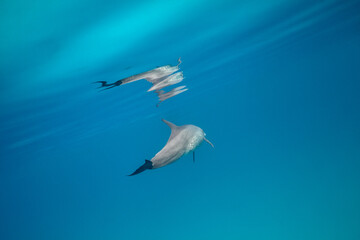 Common bottlenose dolphin tursiops truncatus underwater