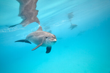 Fototapeta premium Common bottlenose dolphin tursiops truncatus underwater