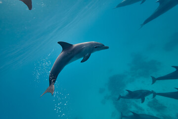 Common bottlenose dolphin tursiops truncatus underwater