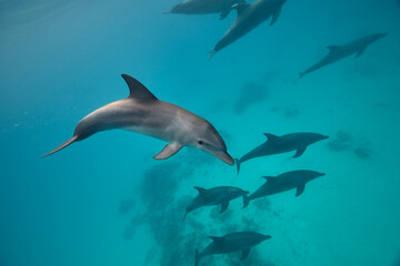 Common bottlenose dolphin tursiops truncatus underwater