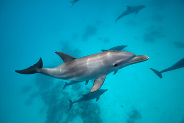 Common bottlenose dolphin tursiops truncatus underwater