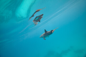 Common bottlenose dolphin tursiops truncatus underwater