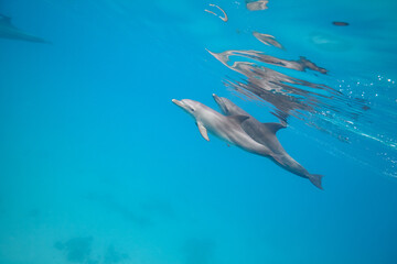 Common bottlenose dolphin tursiops truncatus underwater