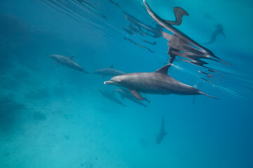 Common bottlenose dolphin tursiops truncatus underwater
