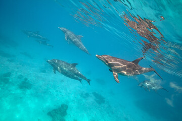Naklejka premium Common bottlenose dolphin tursiops truncatus underwater