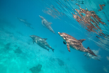 Obraz premium Common bottlenose dolphin tursiops truncatus underwater