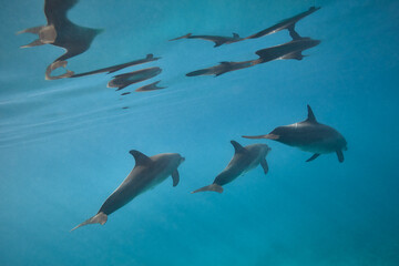 Fototapeta premium Common bottlenose dolphin tursiops truncatus underwater