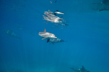 Common bottlenose dolphin tursiops truncatus underwater