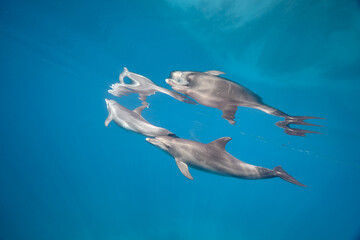 Common bottlenose dolphin tursiops truncatus underwater