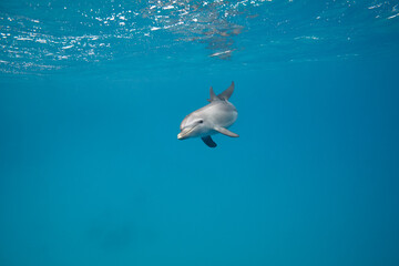 Common bottlenose dolphin tursiops truncatus underwater