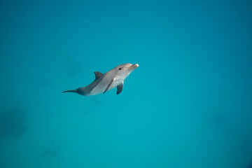 Common bottlenose dolphin tursiops truncatus underwater