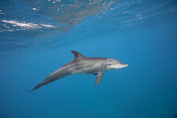 Fototapeta premium Common bottlenose dolphin tursiops truncatus underwater