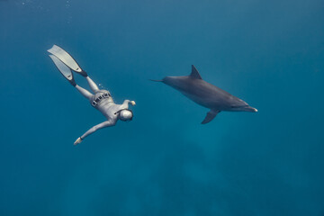 Common bottlenose dolphin tursiops truncatus and freediver underwater