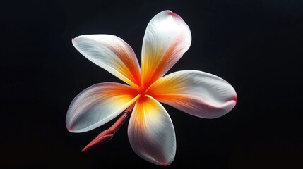 Image of a frangipani blossom displaying five petals