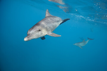 Fototapeta premium Common bottlenose dolphin tursiops truncatus underwater