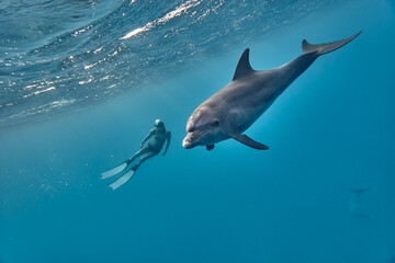 Common bottlenose dolphin tursiops truncatus and freediver underwater