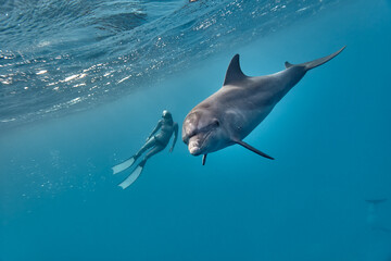 Common bottlenose dolphin tursiops truncatus and freediver underwater