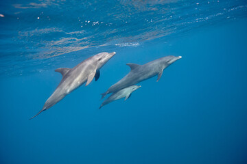 Common bottlenose dolphin tursiops truncatus underwater