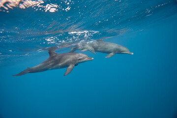 Naklejka premium Common bottlenose dolphin tursiops truncatus underwater