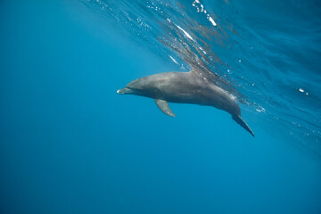 Fototapeta premium Common bottlenose dolphin tursiops truncatus underwater