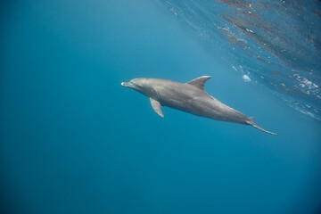 Common bottlenose dolphin tursiops truncatus underwater
