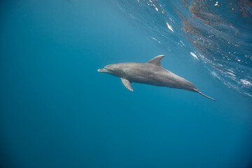 Fototapeta premium Common bottlenose dolphin tursiops truncatus underwater