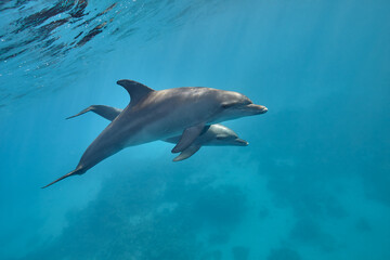 Fototapeta premium Common bottlenose dolphin tursiops truncatus underwater